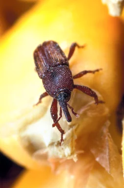 Free Stock Photo: Close-up of a maize weevil