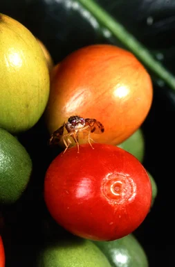 Free Stock Photo: A female medfly pumps eggs through her ovipositor into the soft outer layers of a ripe coffee berry