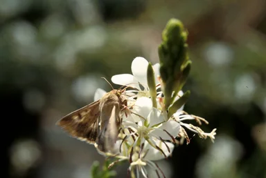 Free Stock Photo: A corn earworm moth sips nectar from a night-blooming Gaura plant