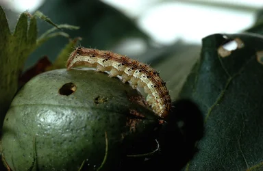 Free Stock Photo: A corn earworm on an immature cotton boll