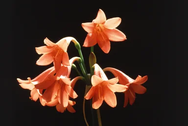 Free Stock Photo: Red fire lily flowers