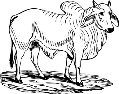 Free Stock Photo: Illustration of a brahma bull