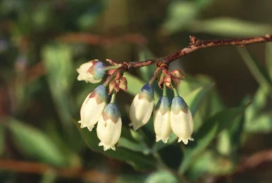Free Stock Photo: Close-up of white flowers on a blueberry plant