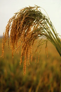 Free Stock Photo: Close-up of long grain rice growing in a field