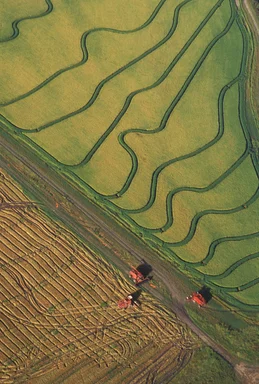 Free Stock Photo: Aerial view of rice harvesting on a farm