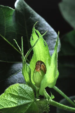 Free Stock Photo: A cotton bollworm on a leaf