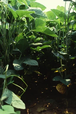 Free Stock Photo: Soybean plants growing