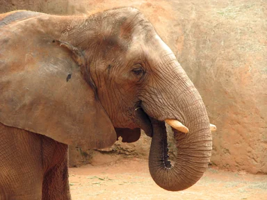 Free Stock Photo: Closeup of an elephant