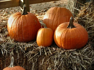 Free Stock Photo: Pumpkins and straw