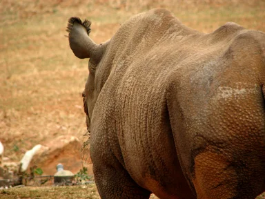 Free Stock Photo: Closeup of a rhinoceros