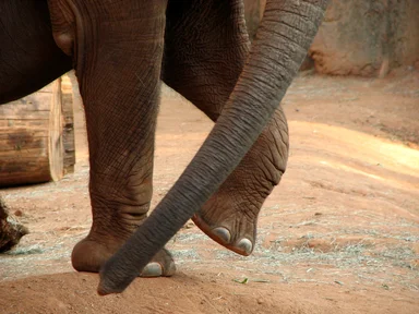 Free Stock Photo: Closeup of an elephant's feet