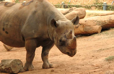 Free Stock Photo: Closeup of a rhinoceros
