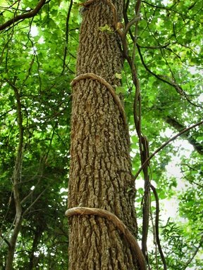 Free Stock Photo: Tree with vine