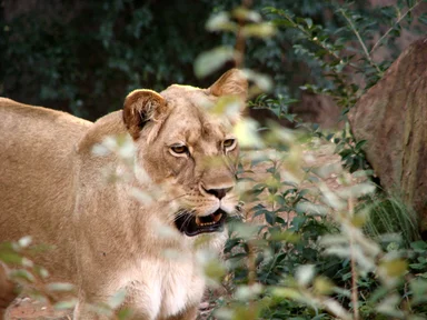 Free Stock Photo: Closeup of a lion