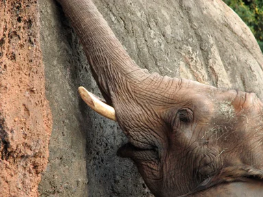 Free Stock Photo: Closeup of an elephant extending its trunk