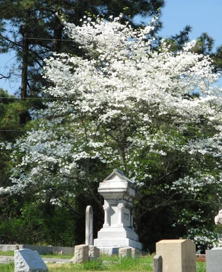 Free Stock Photo: A cemetery in spring time