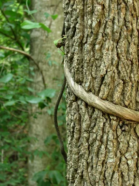 Free Stock Photo: Tree with vine