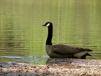 Free Stock Photo: A Canadian goose on the shore of a lake