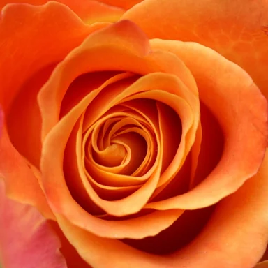 Free Stock Photo: Close-up of an orange rose