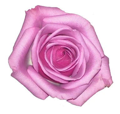 Free Stock Photo: A pink rose isolated on a white background
