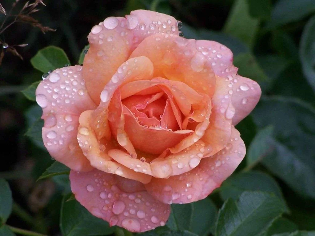A pink rose with water drops : Free Stock Photo