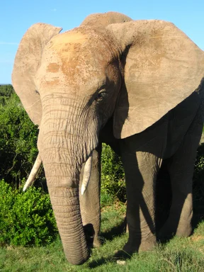 Free Stock Photo: An African elephant