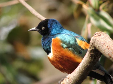 Free Stock Photo: Closeup of a colorful bird