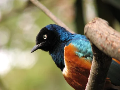 Free Stock Photo: Closeup of a colorful bird