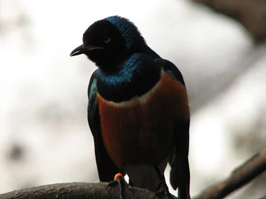 Free Stock Photo: Closeup of a colorful bird
