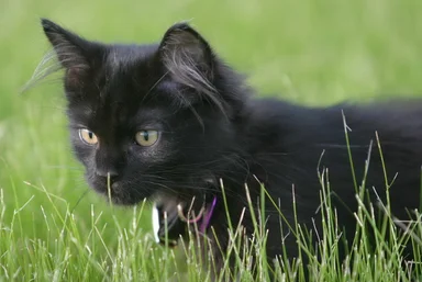 Free Stock Photo: A young black kitten in the grass