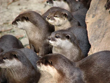 Free Stock Photo: Closeup of a group of otters