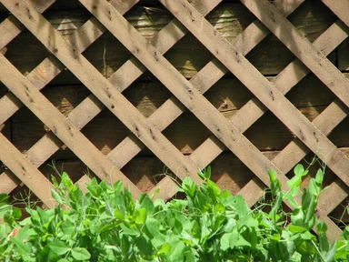 Free Stock Photo: Plants growing by a brown wooden fence