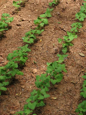 Free Stock Photo: Crops growing in a small garden