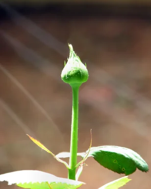 Free Stock Photo: Close-up of a rose bud growing in light rays