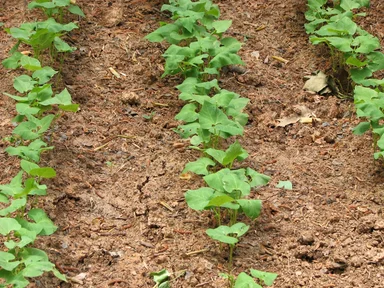 Free Stock Photo: Crops growing in a small garden