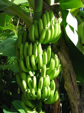 Free Stock Photo: Bananas growing in bunches