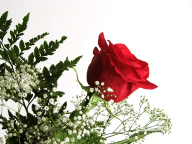 Free Stock Photo: Closeup of a red rose