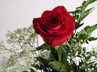 Free Stock Photo: Closeup of a red rose