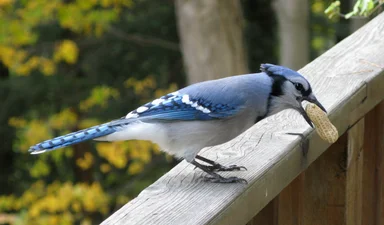 Free Stock Photo: A blue jay bird with a peanut