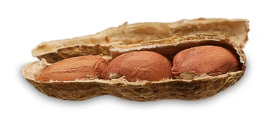 Free Stock Photo: A peanut with three nuts isolated on a white background