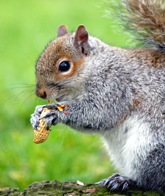 Free Stock Photo: An eastern gray squirrel eating a peanut