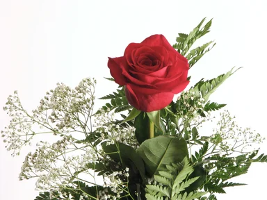 Free Stock Photo: Closeup of a red rose