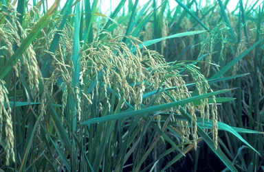 Free Stock Photo: Close-up of rice crops