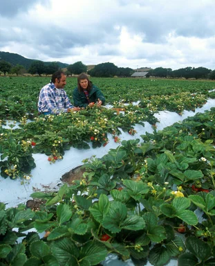 Free Stock Photo: Farmers examining crops on a farm