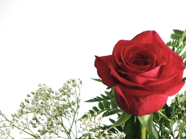 Free Stock Photo: Closeup of a red rose