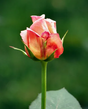 Free Stock Photo: Close-up of a wild pink and red rose
