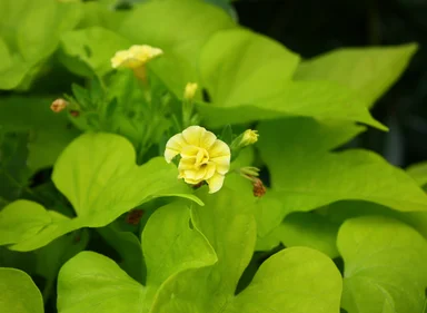 Free Stock Photo: Close-up of a yellow flower with large green leaves