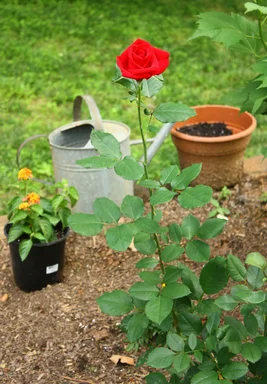 Free Stock Photo: A large red rose growing in a garden