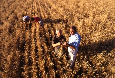 Free Stock Photo: Farmers inspecting wheat in a field