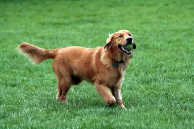 Free Stock Photo: A Golden Retriever fetching a tennis ball